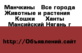 Манчкины - Все города Животные и растения » Кошки   . Ханты-Мансийский,Нягань г.